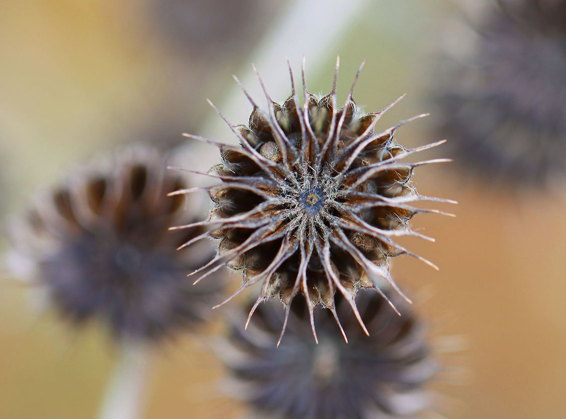 Velvetleaf  Seed Pods - Abutilon theophrasti Habitat: Pondside Abutilon,Abutilon theophrasti,Fall,Geotagged,United States,mallow,seed pods,velvetleaf