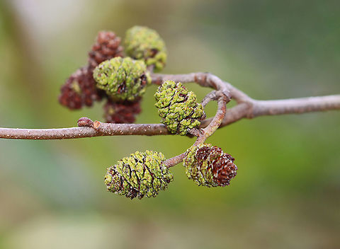 Hazel Alder - Alnus serrulata *Tentative ID

Habitat: Growing along the edge of a field
https://www.jungledragon.com/image/124424/hazel_alder_-_alnus_serrulata.html
https://www.jungledragon.com/image/124427/hazel_alder_-_alnus_serrulata.html
https://www.jungledragon.com/image/124426/hazel_alder_-_alnus_serrulata.html
https://www.jungledragon.com/image/124425/hazel_alder_-_alnus_serrulata.html Alnus serrulata,Fall,Geotagged,United States