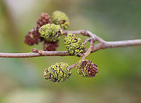 Hazel Alder - Alnus serrulata *Tentative ID<br />
<br />
Habitat: Growing along the edge of a field<br />
https://www.jungledragon.com/image/124424/hazel_alder_-_alnus_serrulata.html<br />
https://www.jungledragon.com/image/124427/hazel_alder_-_alnus_serrulata.html<br />
https://www.jungledragon.com/image/124426/hazel_alder_-_alnus_serrulata.html<br />
https://www.jungledragon.com/image/124425/hazel_alder_-_alnus_serrulata.html Alnus serrulata,Fall,Geotagged,United States
