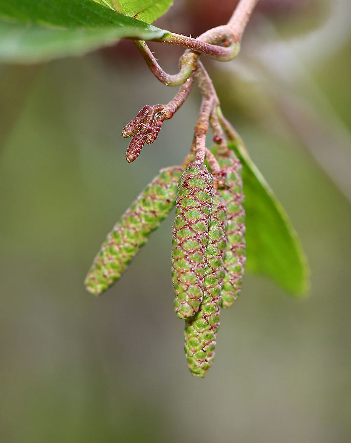 Hazel Alder - Alnus serrulata *Tentative ID<br />
<br />
Habitat: Growing along the edge of a field<br />
<figure class="photo"><a href="https://www.jungledragon.com/image/124424/hazel_alder_-_alnus_serrulata.html" title="Hazel Alder - Alnus serrulata"><img src="https://s3.amazonaws.com/media.jungledragon.com/images/3232/124424_thumb.jpg?AWSAccessKeyId=05GMT0V3GWVNE7GGM1R2&Expires=1767225610&Signature=Z5HsbCDiZmFN5j7p0ZVqpH0BwQs%3D" width="200" height="148" alt="Hazel Alder - Alnus serrulata *Tentative ID<br />
<br />
Habitat: Growing along the edge of a field<br />
https://www.jungledragon.com/image/124424/hazel_alder_-_alnus_serrulata.html<br />
https://www.jungledragon.com/image/124427/hazel_alder_-_alnus_serrulata.html<br />
https://www.jungledragon.com/image/124426/hazel_alder_-_alnus_serrulata.html<br />
https://www.jungledragon.com/image/124425/hazel_alder_-_alnus_serrulata.html Alnus serrulata,Fall,Geotagged,United States" /></a></figure><br />
<figure class="photo"><a href="https://www.jungledragon.com/image/124427/hazel_alder_-_alnus_serrulata.html" title="Hazel Alder - Alnus serrulata"><img src="https://s3.amazonaws.com/media.jungledragon.com/images/3232/124427_thumb.jpg?AWSAccessKeyId=05GMT0V3GWVNE7GGM1R2&Expires=1767225610&Signature=MsLuGsAS1IqKGNKqA20vzAJtCJI%3D" width="200" height="124" alt="Hazel Alder - Alnus serrulata *Tentative ID<br />
<br />
Habitat: Growing along the edge of a field<br />
https://www.jungledragon.com/image/124424/hazel_alder_-_alnus_serrulata.html<br />
https://www.jungledragon.com/image/124427/hazel_alder_-_alnus_serrulata.html<br />
https://www.jungledragon.com/image/124426/hazel_alder_-_alnus_serrulata.html<br />
https://www.jungledragon.com/image/124425/hazel_alder_-_alnus_serrulata.html Alnus,Alnus serrulata,Fall,Geotagged,Hazel Alder,United States,alder,smooth alder" /></a></figure><br />
<figure class="photo"><a href="https://www.jungledragon.com/image/124426/hazel_alder_-_alnus_serrulata.html" title="Hazel Alder - Alnus serrulata"><img src="https://s3.amazonaws.com/media.jungledragon.com/images/3232/124426_thumb.jpg?AWSAccessKeyId=05GMT0V3GWVNE7GGM1R2&Expires=1767225610&Signature=QX3fmNmbODR%2F4Tgz3hlxhXGScLw%3D" width="114" height="152" alt="Hazel Alder - Alnus serrulata *Tentative ID<br />
<br />
Habitat: Growing along the edge of a field<br />
https://www.jungledragon.com/image/124424/hazel_alder_-_alnus_serrulata.html<br />
https://www.jungledragon.com/image/124427/hazel_alder_-_alnus_serrulata.html<br />
https://www.jungledragon.com/image/124426/hazel_alder_-_alnus_serrulata.html<br />
https://www.jungledragon.com/image/124425/hazel_alder_-_alnus_serrulata.html Alnus serrulata,Fall,Geotagged,Hazel Alder,United States" /></a></figure><br />
<figure class="photo"><a href="https://www.jungledragon.com/image/124425/hazel_alder_-_alnus_serrulata.html" title="Hazel Alder - Alnus serrulata"><img src="https://s3.amazonaws.com/media.jungledragon.com/images/3232/124425_thumb.jpg?AWSAccessKeyId=05GMT0V3GWVNE7GGM1R2&Expires=1767225610&Signature=7zBvDfYD06VbMWBh74jmchRT70c%3D" width="122" height="152" alt="Hazel Alder - Alnus serrulata *Tentative ID<br />
<br />
Habitat: Growing along the edge of a field<br />
https://www.jungledragon.com/image/124424/hazel_alder_-_alnus_serrulata.html<br />
https://www.jungledragon.com/image/124427/hazel_alder_-_alnus_serrulata.html<br />
https://www.jungledragon.com/image/124426/hazel_alder_-_alnus_serrulata.html<br />
https://www.jungledragon.com/image/124425/hazel_alder_-_alnus_serrulata.html Alnus serrulata,Fall,Geotagged,United States" /></a></figure> Alnus serrulata,Fall,Geotagged,United States