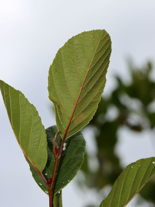 Hazel Alder - Alnus serrulata *Tentative ID<br />
<br />
Habitat: Growing along the edge of a field<br />
<figure class="photo"><a href="https://www.jungledragon.com/image/124424/hazel_alder_-_alnus_serrulata.html" title="Hazel Alder - Alnus serrulata"><img src="https://s3.amazonaws.com/media.jungledragon.com/images/3232/124424_thumb.jpg?AWSAccessKeyId=05GMT0V3GWVNE7GGM1R2&Expires=1763596810&Signature=OF2MPCAUvibEbab40pKKPruyoPQ%3D" width="200" height="148" alt="Hazel Alder - Alnus serrulata *Tentative ID<br />
<br />
Habitat: Growing along the edge of a field<br />
https://www.jungledragon.com/image/124424/hazel_alder_-_alnus_serrulata.html<br />
https://www.jungledragon.com/image/124427/hazel_alder_-_alnus_serrulata.html<br />
https://www.jungledragon.com/image/124426/hazel_alder_-_alnus_serrulata.html<br />
https://www.jungledragon.com/image/124425/hazel_alder_-_alnus_serrulata.html Alnus serrulata,Fall,Geotagged,United States" /></a></figure><br />
<figure class="photo"><a href="https://www.jungledragon.com/image/124427/hazel_alder_-_alnus_serrulata.html" title="Hazel Alder - Alnus serrulata"><img src="https://s3.amazonaws.com/media.jungledragon.com/images/3232/124427_thumb.jpg?AWSAccessKeyId=05GMT0V3GWVNE7GGM1R2&Expires=1763596810&Signature=lp%2F%2BBrfXhClS4Ehz3kO67VzLK8M%3D" width="200" height="124" alt="Hazel Alder - Alnus serrulata *Tentative ID<br />
<br />
Habitat: Growing along the edge of a field<br />
https://www.jungledragon.com/image/124424/hazel_alder_-_alnus_serrulata.html<br />
https://www.jungledragon.com/image/124427/hazel_alder_-_alnus_serrulata.html<br />
https://www.jungledragon.com/image/124426/hazel_alder_-_alnus_serrulata.html<br />
https://www.jungledragon.com/image/124425/hazel_alder_-_alnus_serrulata.html Alnus,Alnus serrulata,Fall,Geotagged,Hazel Alder,United States,alder,smooth alder" /></a></figure><br />
<figure class="photo"><a href="https://www.jungledragon.com/image/124426/hazel_alder_-_alnus_serrulata.html" title="Hazel Alder - Alnus serrulata"><img src="https://s3.amazonaws.com/media.jungledragon.com/images/3232/124426_thumb.jpg?AWSAccessKeyId=05GMT0V3GWVNE7GGM1R2&Expires=1763596810&Signature=mfznzOaKcCM9htDHhX2GYHRoYQA%3D" width="114" height="152" alt="Hazel Alder - Alnus serrulata *Tentative ID<br />
<br />
Habitat: Growing along the edge of a field<br />
https://www.jungledragon.com/image/124424/hazel_alder_-_alnus_serrulata.html<br />
https://www.jungledragon.com/image/124427/hazel_alder_-_alnus_serrulata.html<br />
https://www.jungledragon.com/image/124426/hazel_alder_-_alnus_serrulata.html<br />
https://www.jungledragon.com/image/124425/hazel_alder_-_alnus_serrulata.html Alnus serrulata,Fall,Geotagged,Hazel Alder,United States" /></a></figure><br />
<figure class="photo"><a href="https://www.jungledragon.com/image/124425/hazel_alder_-_alnus_serrulata.html" title="Hazel Alder - Alnus serrulata"><img src="https://s3.amazonaws.com/media.jungledragon.com/images/3232/124425_thumb.jpg?AWSAccessKeyId=05GMT0V3GWVNE7GGM1R2&Expires=1763596810&Signature=v5c8suYmnNjLePhZ4OubvafDvqg%3D" width="122" height="152" alt="Hazel Alder - Alnus serrulata *Tentative ID<br />
<br />
Habitat: Growing along the edge of a field<br />
https://www.jungledragon.com/image/124424/hazel_alder_-_alnus_serrulata.html<br />
https://www.jungledragon.com/image/124427/hazel_alder_-_alnus_serrulata.html<br />
https://www.jungledragon.com/image/124426/hazel_alder_-_alnus_serrulata.html<br />
https://www.jungledragon.com/image/124425/hazel_alder_-_alnus_serrulata.html Alnus serrulata,Fall,Geotagged,United States" /></a></figure> Alnus serrulata,Fall,Geotagged,Hazel Alder,United States