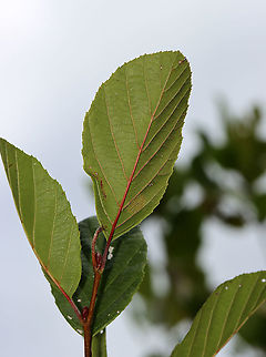 Hazel Alder - Alnus serrulata *Tentative ID

Habitat: Growing along the edge of a field
https://www.jungledragon.com/image/124424/hazel_alder_-_alnus_serrulata.html
https://www.jungledragon.com/image/124427/hazel_alder_-_alnus_serrulata.html
https://www.jungledragon.com/image/124426/hazel_alder_-_alnus_serrulata.html
https://www.jungledragon.com/image/124425/hazel_alder_-_alnus_serrulata.html Alnus serrulata,Fall,Geotagged,Hazel Alder,United States