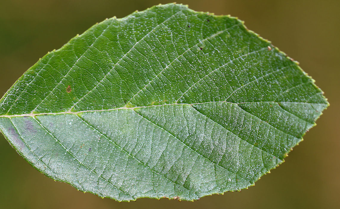 Hazel Alder - Alnus serrulata *Tentative ID<br />
<br />
Habitat: Growing along the edge of a field<br />
<figure class="photo"><a href="https://www.jungledragon.com/image/124424/hazel_alder_-_alnus_serrulata.html" title="Hazel Alder - Alnus serrulata"><img src="https://s3.amazonaws.com/media.jungledragon.com/images/3232/124424_thumb.jpg?AWSAccessKeyId=05GMT0V3GWVNE7GGM1R2&Expires=1763596810&Signature=OF2MPCAUvibEbab40pKKPruyoPQ%3D" width="200" height="148" alt="Hazel Alder - Alnus serrulata *Tentative ID<br />
<br />
Habitat: Growing along the edge of a field<br />
https://www.jungledragon.com/image/124424/hazel_alder_-_alnus_serrulata.html<br />
https://www.jungledragon.com/image/124427/hazel_alder_-_alnus_serrulata.html<br />
https://www.jungledragon.com/image/124426/hazel_alder_-_alnus_serrulata.html<br />
https://www.jungledragon.com/image/124425/hazel_alder_-_alnus_serrulata.html Alnus serrulata,Fall,Geotagged,United States" /></a></figure><br />
<figure class="photo"><a href="https://www.jungledragon.com/image/124427/hazel_alder_-_alnus_serrulata.html" title="Hazel Alder - Alnus serrulata"><img src="https://s3.amazonaws.com/media.jungledragon.com/images/3232/124427_thumb.jpg?AWSAccessKeyId=05GMT0V3GWVNE7GGM1R2&Expires=1763596810&Signature=lp%2F%2BBrfXhClS4Ehz3kO67VzLK8M%3D" width="200" height="124" alt="Hazel Alder - Alnus serrulata *Tentative ID<br />
<br />
Habitat: Growing along the edge of a field<br />
https://www.jungledragon.com/image/124424/hazel_alder_-_alnus_serrulata.html<br />
https://www.jungledragon.com/image/124427/hazel_alder_-_alnus_serrulata.html<br />
https://www.jungledragon.com/image/124426/hazel_alder_-_alnus_serrulata.html<br />
https://www.jungledragon.com/image/124425/hazel_alder_-_alnus_serrulata.html Alnus,Alnus serrulata,Fall,Geotagged,Hazel Alder,United States,alder,smooth alder" /></a></figure><br />
<figure class="photo"><a href="https://www.jungledragon.com/image/124426/hazel_alder_-_alnus_serrulata.html" title="Hazel Alder - Alnus serrulata"><img src="https://s3.amazonaws.com/media.jungledragon.com/images/3232/124426_thumb.jpg?AWSAccessKeyId=05GMT0V3GWVNE7GGM1R2&Expires=1763596810&Signature=mfznzOaKcCM9htDHhX2GYHRoYQA%3D" width="114" height="152" alt="Hazel Alder - Alnus serrulata *Tentative ID<br />
<br />
Habitat: Growing along the edge of a field<br />
https://www.jungledragon.com/image/124424/hazel_alder_-_alnus_serrulata.html<br />
https://www.jungledragon.com/image/124427/hazel_alder_-_alnus_serrulata.html<br />
https://www.jungledragon.com/image/124426/hazel_alder_-_alnus_serrulata.html<br />
https://www.jungledragon.com/image/124425/hazel_alder_-_alnus_serrulata.html Alnus serrulata,Fall,Geotagged,Hazel Alder,United States" /></a></figure><br />
<figure class="photo"><a href="https://www.jungledragon.com/image/124425/hazel_alder_-_alnus_serrulata.html" title="Hazel Alder - Alnus serrulata"><img src="https://s3.amazonaws.com/media.jungledragon.com/images/3232/124425_thumb.jpg?AWSAccessKeyId=05GMT0V3GWVNE7GGM1R2&Expires=1763596810&Signature=v5c8suYmnNjLePhZ4OubvafDvqg%3D" width="122" height="152" alt="Hazel Alder - Alnus serrulata *Tentative ID<br />
<br />
Habitat: Growing along the edge of a field<br />
https://www.jungledragon.com/image/124424/hazel_alder_-_alnus_serrulata.html<br />
https://www.jungledragon.com/image/124427/hazel_alder_-_alnus_serrulata.html<br />
https://www.jungledragon.com/image/124426/hazel_alder_-_alnus_serrulata.html<br />
https://www.jungledragon.com/image/124425/hazel_alder_-_alnus_serrulata.html Alnus serrulata,Fall,Geotagged,United States" /></a></figure> Alnus,Alnus serrulata,Fall,Geotagged,Hazel Alder,United States,alder,smooth alder