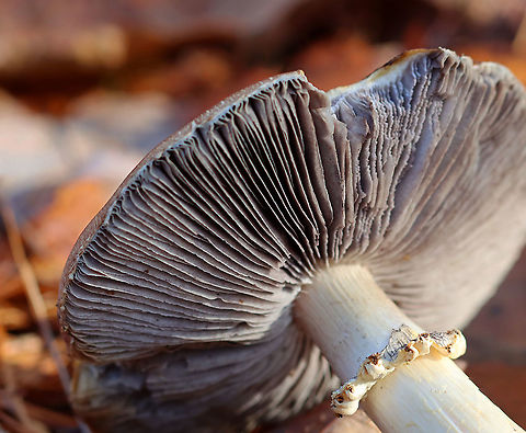 King Stropharia - Stropharia rugosoannulata Habitat: Mixed forest Fall,Geotagged,King Stropharia,Stropharia,Stropharia rugosoannulata,United States,fungus,mushroom