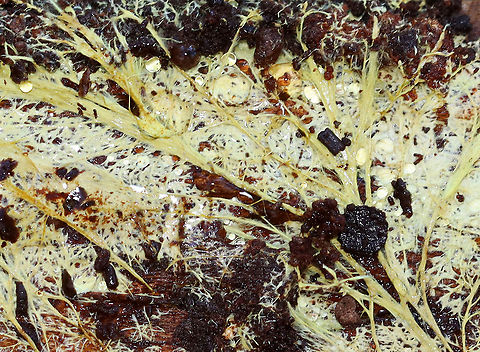 Xenasmatella vaga *Tentative ID

Habitat: Growing on rotting wood near the edge of a swamp
https://www.jungledragon.com/image/124489/xenasmatella_vaga.html
https://www.jungledragon.com/image/124491/xenasmatella_vaga.html
https://www.jungledragon.com/image/124490/xenasmatella_vaga.html
 Fall,Geotagged,United States,Xenasmatella,Xenasmatella vaga,fungus