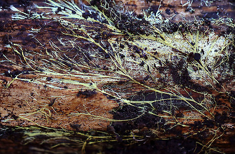 Xenasmatella vaga *Tentative ID

Habitat: Growing on rotting wood near the edge of a swamp

https://www.jungledragon.com/image/124489/xenasmatella_vaga.html
https://www.jungledragon.com/image/124491/xenasmatella_vaga.html
https://www.jungledragon.com/image/124490/xenasmatella_vaga.html
 Fall,Geotagged,United States,Xenasmatella vaga
