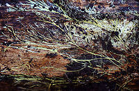 Xenasmatella vaga *Tentative ID<br />
<br />
Habitat: Growing on rotting wood near the edge of a swamp<br />
<br />
https://www.jungledragon.com/image/124489/xenasmatella_vaga.html<br />
https://www.jungledragon.com/image/124491/xenasmatella_vaga.html<br />
https://www.jungledragon.com/image/124490/xenasmatella_vaga.html<br />
 Fall,Geotagged,United States,Xenasmatella vaga