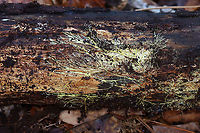 Xenasmatella vaga *Tentative ID<br />
<br />
Habitat: Growing on rotting wood near the edge of a swamp<br />
<br />
https://www.jungledragon.com/image/124489/xenasmatella_vaga.html<br />
https://www.jungledragon.com/image/124491/xenasmatella_vaga.html<br />
https://www.jungledragon.com/image/124490/xenasmatella_vaga.html<br />
 Fall,Geotagged,United States,Xenasmatella vaga