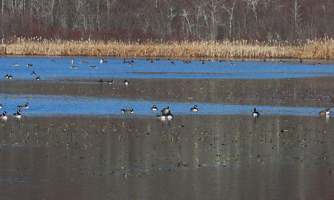 Canada Geese - Branta canadensis There were a *few* geese on the pond today.<br />
<br />
Habitat: Pond situated between a meadow and a deciduous forest Branta,Branta canadensis,Canada goose,Fall,Geotagged,United States,geese