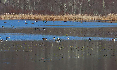 Canada Geese - Branta canadensis There were a *few* geese on the pond today.

Habitat: Pond situated between a meadow and a deciduous forest Branta,Branta canadensis,Canada goose,Fall,Geotagged,United States,geese