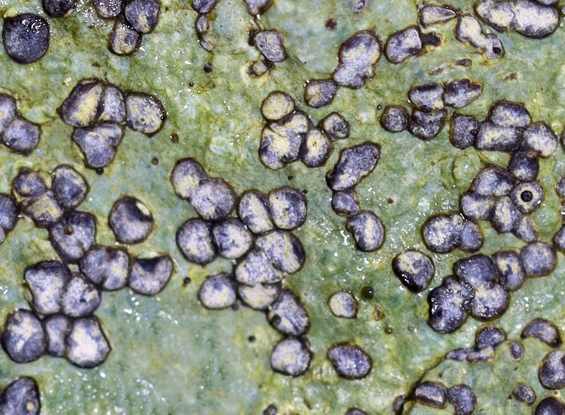 Smoky-eye Boulder Lichen - Porpidia albocaerulescens This photo is sadly blurry, but I&#039;m sharing it anyway because the colors were so vibrant thanks to the rain!<br />
<br />
Habitat: Rock Fall,Geotagged,Porpidia,Porpidia albocaerulescens,Smokey-eyed Boulder Lichen,United States,lichen