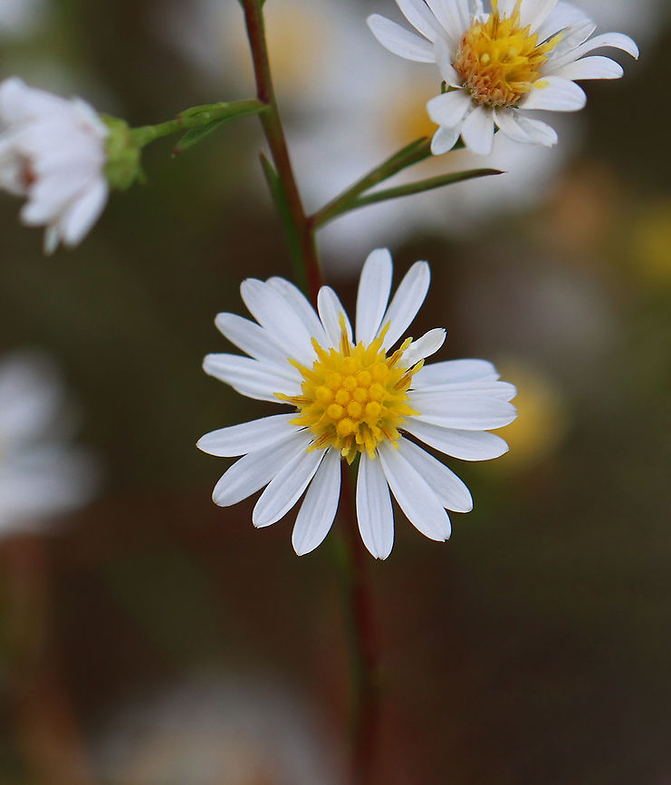 Asters - Symphyotrichum sp. Habitat: Forest/meadow edge Fall,Geotagged,Symphyotrichum,United States,aster
