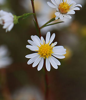 Asters - Symphyotrichum sp. Habitat: Forest/meadow edge Fall,Geotagged,Symphyotrichum,United States,aster