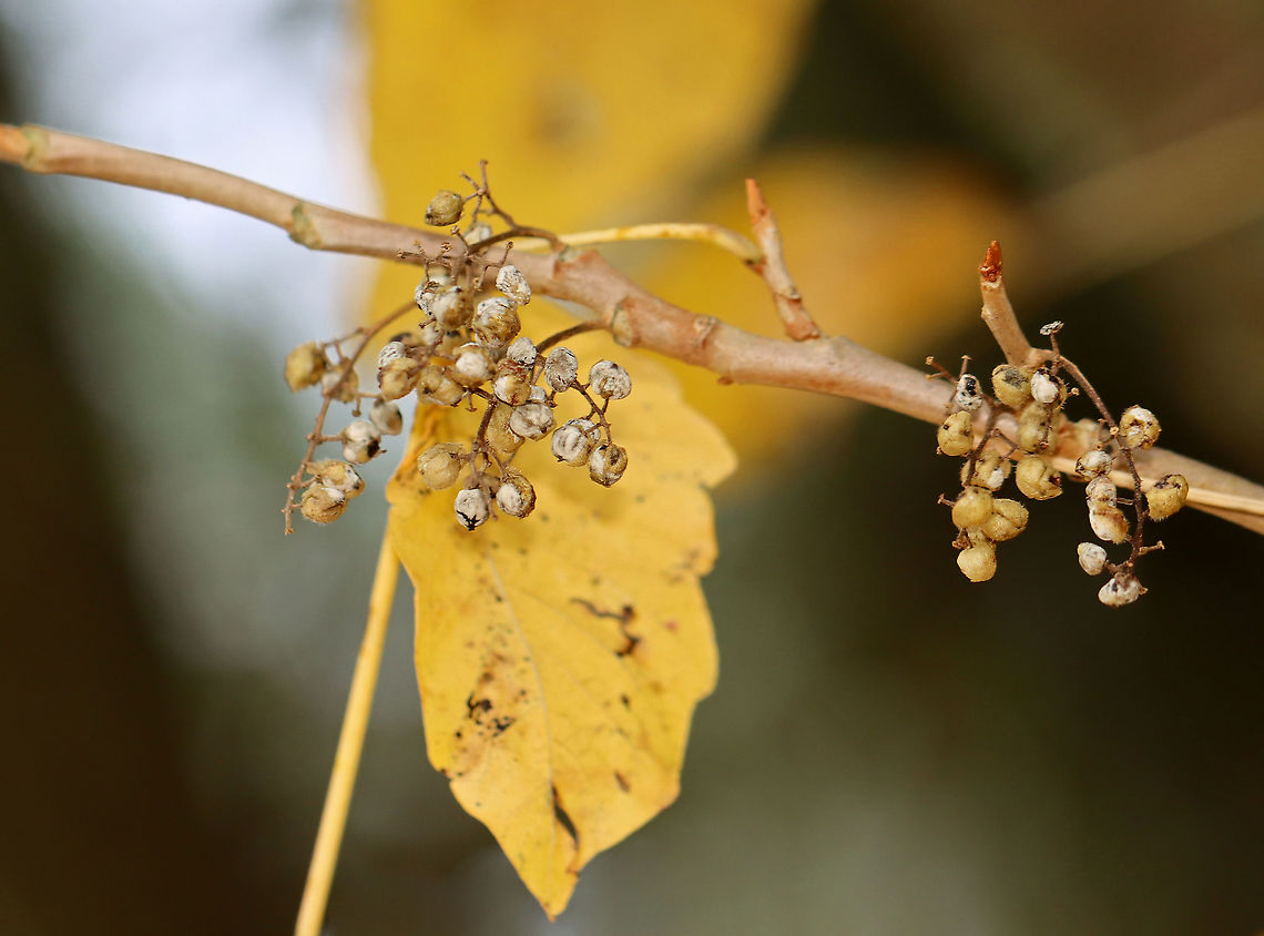 Poison Ivy Drupes (Berries) - Toxicodendron radicans The berries ripen in late summer and persist into winter. <br />
<br />
Habitat: Mixed forest Fall,Geotagged,Poison ivy,Toxicodendron,Toxicodendron radicans,United States,berries,drupes,poison ivy berries,poison ivy drupes