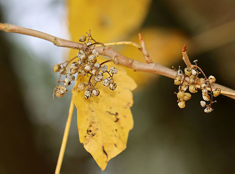 Poison Ivy Drupes (Berries) - Toxicodendron radicans The berries ripen in late summer and persist into winter. 

Habitat: Mixed forest Fall,Geotagged,Poison ivy,Toxicodendron,Toxicodendron radicans,United States,berries,drupes,poison ivy berries,poison ivy drupes