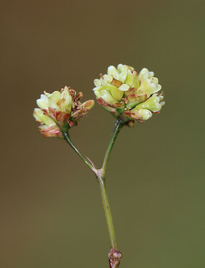 Arrowleaf Tearthumb - Persicaria sagittata Habitat: Meadow/forest edge<br />
<figure class="photo"><a href="https://www.jungledragon.com/image/124664/arrowleaf_tearthumb_-_persicaria_sagittata.html" title="Arrowleaf Tearthumb - Persicaria sagittata"><img src="https://s3.amazonaws.com/media.jungledragon.com/images/3232/124664_thumb.jpg?AWSAccessKeyId=05GMT0V3GWVNE7GGM1R2&Expires=1767225610&Signature=YLtIRyxXdrVd0wtcquPJJ1cMQjg%3D" width="200" height="152" alt="Arrowleaf Tearthumb - Persicaria sagittata Habitat: Meadow/forest edge<br />
https://www.jungledragon.com/image/124663/arrowleaf_tearthumb_-_persicaria_sagittata.html Arrow-leaved Tearthumb,Fall,Geotagged,Persicaria sagittata,United States" /></a></figure> Arrow-leaved Tearthumb,Fall,Geotagged,Persicaria,Persicaria sagittata,United States,arrowleaf tearthumb,arrowvine