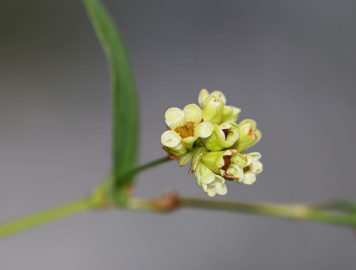 Arrowleaf Tearthumb - Persicaria sagittata Habitat: Meadow/forest edge<br />
<figure class="photo"><a href="https://www.jungledragon.com/image/124663/arrowleaf_tearthumb_-_persicaria_sagittata.html" title="Arrowleaf Tearthumb - Persicaria sagittata"><img src="https://s3.amazonaws.com/media.jungledragon.com/images/3232/124663_thumb.jpg?AWSAccessKeyId=05GMT0V3GWVNE7GGM1R2&Expires=1767225610&Signature=SJAjE82PeV0ogKgVXrcm2dpLjCM%3D" width="118" height="152" alt="Arrowleaf Tearthumb - Persicaria sagittata Habitat: Meadow/forest edge<br />
https://www.jungledragon.com/image/124664/arrowleaf_tearthumb_-_persicaria_sagittata.html Arrow-leaved Tearthumb,Fall,Geotagged,Persicaria,Persicaria sagittata,United States,arrowleaf tearthumb,arrowvine" /></a></figure> Arrow-leaved Tearthumb,Fall,Geotagged,Persicaria sagittata,United States