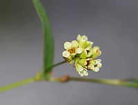 Arrowleaf Tearthumb - Persicaria sagittata Habitat: Meadow/forest edge<br />
https://www.jungledragon.com/image/124663/arrowleaf_tearthumb_-_persicaria_sagittata.html Arrow-leaved Tearthumb,Fall,Geotagged,Persicaria sagittata,United States