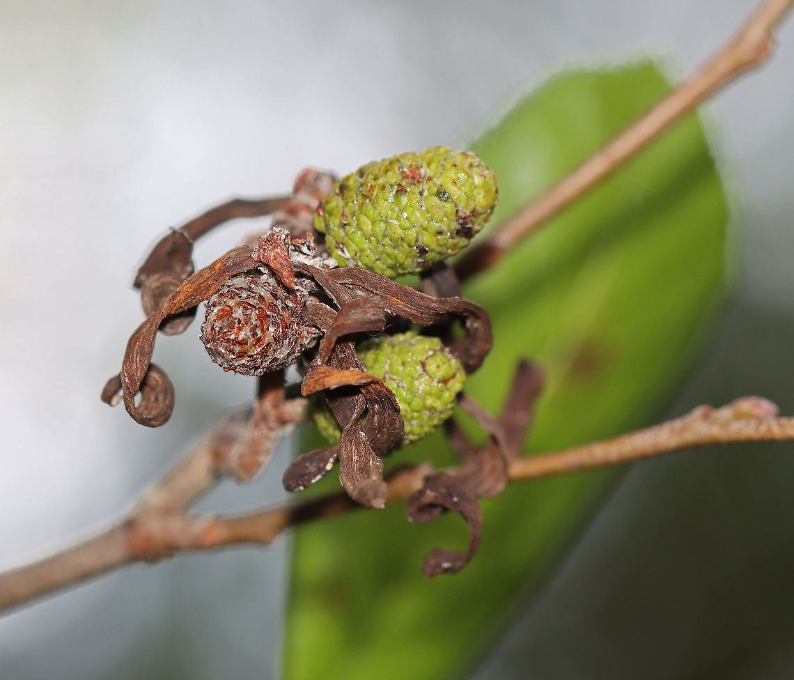 Eastern American Alder Tongue Gall Fungus - Taphrina robinsoniana Habitat: Growing on alder (Alnus sp.) Eastern American Alder Tongue Gall Fungus,Fall,Geotagged,Taphrina,Taphrina robinsoniana,United States,alder gall,fungus