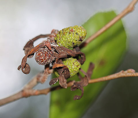 Eastern American Alder Tongue Gall Fungus - Taphrina robinsoniana Habitat: Growing on alder (Alnus sp.) Eastern American Alder Tongue Gall Fungus,Fall,Geotagged,Taphrina,Taphrina robinsoniana,United States,alder gall,fungus