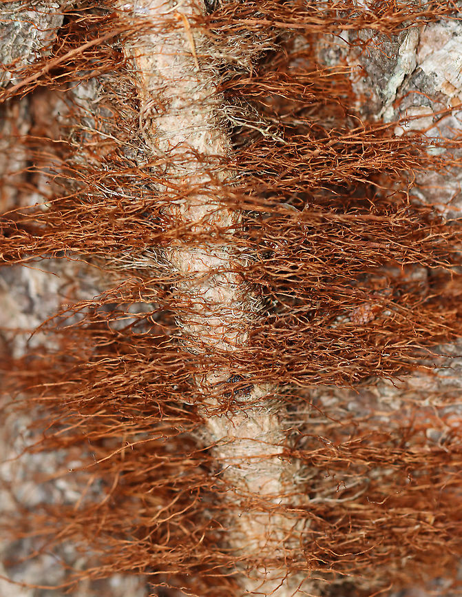Hairy Vine, No Friend of Mine Poison ivy vines often grow on tree trunks and are covered with &quot;hairs&quot;, which are actually aerial rootlets. It  may look harmless, but it is not! Poison ivy vines can still give you the urushiol-induced rash, which can be quite painful.<br />
<br />
Some other fun poison ivy sayings:<br />
&quot;Raggy rope, don&rsquo;t be a dope!&rdquo;  <br />
&quot;Vines with hair, beware!&quot;<br />
&ldquo;Leaves of Three, Leave Them Be&rdquo;<br />
&ldquo;Longer Middle Stem, Don&#039;t Touch Them&rdquo;<br />
&ldquo;Berries of white, best take flight&rdquo;<br />
<br />
Habitat: Deciduous forest<br />
<br />
 Fall,Geotagged,Poison ivy,Toxicodendron,Toxicodendron radicans,United States