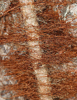 Hairy Vine, No Friend of Mine Poison ivy vines often grow on tree trunks and are covered with "hairs", which are actually aerial rootlets. It  may look harmless, but it is not! Poison ivy vines can still give you the urushiol-induced rash, which can be quite painful.

Some other fun poison ivy sayings:
"Raggy rope, don’t be a dope!”  
"Vines with hair, beware!"
“Leaves of Three, Leave Them Be”
“Longer Middle Stem, Don't Touch Them”
“Berries of white, best take flight”

Habitat: Deciduous forest

 Fall,Geotagged,Poison ivy,Toxicodendron,Toxicodendron radicans,United States