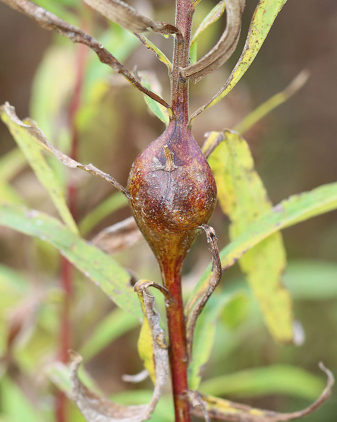 Goldenrod Gall - Eurosta solidaginis These galls are pretty common on goldenrod. They are caused by the fruit fly, Eurosta solidaginis, the larvae of which form round galls on the stem of Solidago sp.<br />
<br />
Habitat: Growing on goldenrod (Solidago sp.) in a meadow Eurosta,Eurosta solidaginis,Fall,Geotagged,Goldenrod gall fly,Solidago,Solidago gall,United States,gall