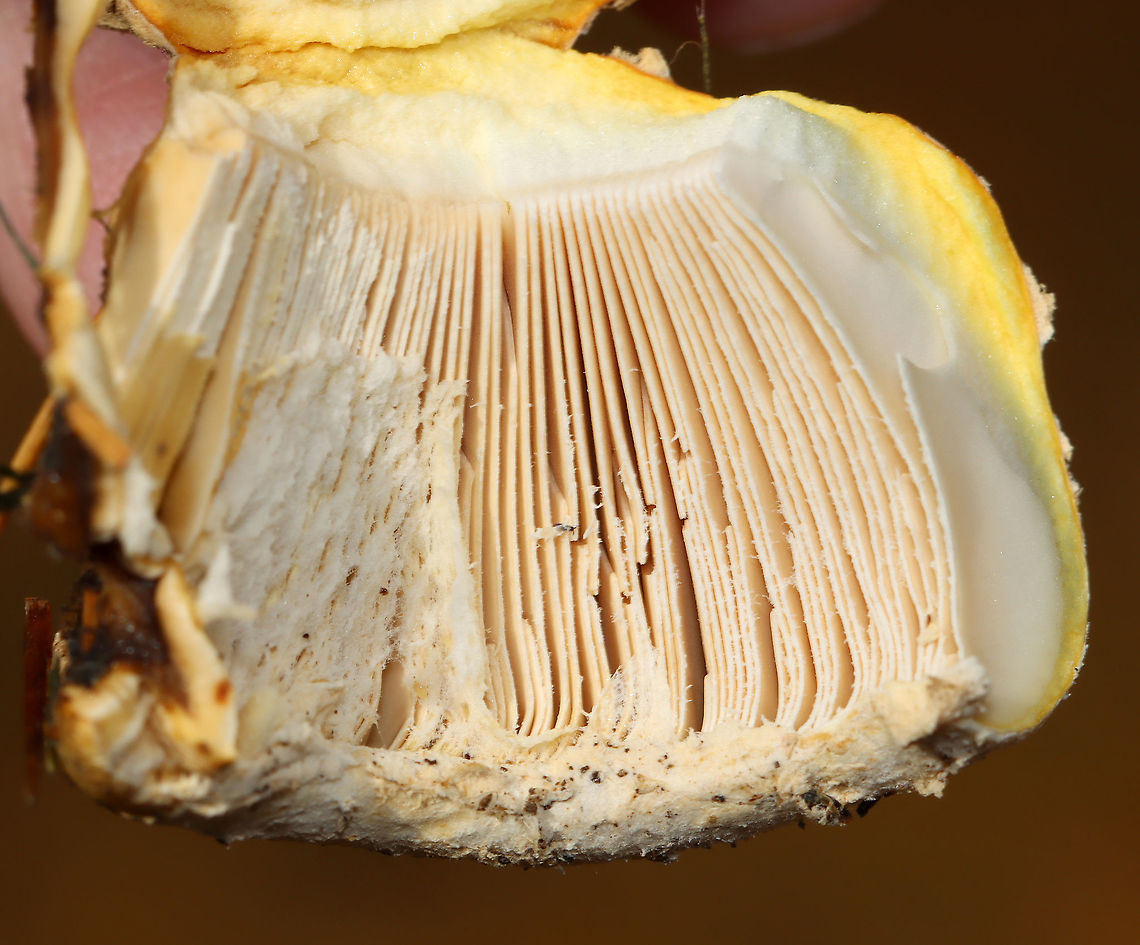 Mushroom - Amanita sp. Maybe Amanita chrysoblema or Amanita muscaria var. guessowii? There were several growing in the area -- some had pale peach caps, while others were more yellowish. They looked like they started out yellow and maybe faded to a pale peach.<br />
<br />
Habitat: Growing on the ground under pine (Pinus sp.)<br />
<figure class="photo"><a href="https://www.jungledragon.com/image/124755/mushroom_-_amanita_sp.html" title="Mushroom - Amanita sp."><img src="https://s3.amazonaws.com/media.jungledragon.com/images/3232/124755_thumb.jpg?AWSAccessKeyId=05GMT0V3GWVNE7GGM1R2&Expires=1769040010&Signature=IsboJcxR0g9dpiC7w2Y1DsGWVVU%3D" width="200" height="166" alt="Mushroom - Amanita sp. Maybe Amanita chrysoblema or Amanita muscaria var. guessowii? There were several growing in the area -- some had pale peach caps, while others were more yellowish. They looked like they started out yellow and maybe faded to a pale peach.<br />
<br />
Habitat: Growing on the ground under pine (Pinus sp.)<br />
https://www.jungledragon.com/image/124755/mushroom_-_amanita_sp.html<br />
https://www.jungledragon.com/image/124758/mushroom_-_amanita_sp.html<br />
https://www.jungledragon.com/image/124757/mushroom_-_amanita_sp.html<br />
https://www.jungledragon.com/image/124756/mushroom_-_amanita_sp.html Fall,Geotagged,United States" /></a></figure><br />
<figure class="photo"><a href="https://www.jungledragon.com/image/124758/mushroom_-_amanita_sp.html" title="Mushroom - Amanita sp."><img src="https://s3.amazonaws.com/media.jungledragon.com/images/3232/124758_thumb.jpg?AWSAccessKeyId=05GMT0V3GWVNE7GGM1R2&Expires=1769040010&Signature=RtwYsOnmQXbfmjXaZsZIfy1m%2FTc%3D" width="200" height="132" alt="Mushroom - Amanita sp. Maybe Amanita chrysoblema or Amanita muscaria var. guessowii? There were several growing in the area -- some had pale peach caps, while others were more yellowish. They looked like they started out yellow and maybe faded to a pale peach.<br />
<br />
Habitat: Growing on the ground under pine (Pinus sp.)<br />
https://www.jungledragon.com/image/124755/mushroom_-_amanita_sp.html<br />
https://www.jungledragon.com/image/124758/mushroom_-_amanita_sp.html<br />
https://www.jungledragon.com/image/124757/mushroom_-_amanita_sp.html<br />
https://www.jungledragon.com/image/124756/mushroom_-_amanita_sp.html Fall,Geotagged,United States" /></a></figure><br />
<figure class="photo"><a href="https://www.jungledragon.com/image/124757/mushroom_-_amanita_sp.html" title="Mushroom - Amanita sp."><img src="https://s3.amazonaws.com/media.jungledragon.com/images/3232/124757_thumb.jpg?AWSAccessKeyId=05GMT0V3GWVNE7GGM1R2&Expires=1769040010&Signature=44KOa7bCMZsvKxaIGS%2Fm9EogDY8%3D" width="200" height="200" alt="Mushroom - Amanita sp. Maybe Amanita chrysoblema or Amanita muscaria var. guessowii? There were several growing in the area -- some had pale peach caps, while others were more yellowish. They looked like they started out yellow and maybe faded to a pale peach.<br />
<br />
Habitat: Growing on the ground under pine (Pinus sp.)<br />
https://www.jungledragon.com/image/124755/mushroom_-_amanita_sp.html<br />
https://www.jungledragon.com/image/124758/mushroom_-_amanita_sp.html<br />
https://www.jungledragon.com/image/124757/mushroom_-_amanita_sp.html<br />
https://www.jungledragon.com/image/124756/mushroom_-_amanita_sp.html Fall,Geotagged,United States" /></a></figure><br />
<figure class="photo"><a href="https://www.jungledragon.com/image/124756/mushroom_-_amanita_sp.html" title="Mushroom - Amanita sp."><img src="https://s3.amazonaws.com/media.jungledragon.com/images/3232/124756_thumb.jpg?AWSAccessKeyId=05GMT0V3GWVNE7GGM1R2&Expires=1769040010&Signature=PCJt3cFilf6UrnGmzUh%2FKlXkmJo%3D" width="122" height="152" alt="Mushroom - Amanita sp. Maybe  Amanita chrysoblema or Amanita muscaria var. guessowii?  There were several growing in the area -- some had pale peach caps, while others were more yellowish. They looked like they started out yellow and maybe faded to a pale peach.<br />
<br />
Habitat: Growing on the ground under pine (Pinus sp.)<br />
https://www.jungledragon.com/image/124755/mushroom_-_amanita_sp.html<br />
https://www.jungledragon.com/image/124758/mushroom_-_amanita_sp.html<br />
https://www.jungledragon.com/image/124757/mushroom_-_amanita_sp.html<br />
https://www.jungledragon.com/image/124756/mushroom_-_amanita_sp.html Amanita,Fall,Geotagged,United States,fungus,mushroom" /></a></figure> Fall,Geotagged,United States