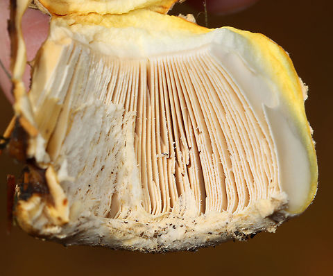 Mushroom - Amanita sp. Maybe Amanita chrysoblema or Amanita muscaria var. guessowii? There were several growing in the area -- some had pale peach caps, while others were more yellowish. They looked like they started out yellow and maybe faded to a pale peach.

Habitat: Growing on the ground under pine (Pinus sp.)
https://www.jungledragon.com/image/124755/mushroom_-_amanita_sp.html
https://www.jungledragon.com/image/124758/mushroom_-_amanita_sp.html
https://www.jungledragon.com/image/124757/mushroom_-_amanita_sp.html
https://www.jungledragon.com/image/124756/mushroom_-_amanita_sp.html Fall,Geotagged,United States