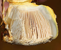 Mushroom - Amanita sp. Maybe Amanita chrysoblema or Amanita muscaria var. guessowii? There were several growing in the area -- some had pale peach caps, while others were more yellowish. They looked like they started out yellow and maybe faded to a pale peach.<br />
<br />
Habitat: Growing on the ground under pine (Pinus sp.)<br />
https://www.jungledragon.com/image/124755/mushroom_-_amanita_sp.html<br />
https://www.jungledragon.com/image/124758/mushroom_-_amanita_sp.html<br />
https://www.jungledragon.com/image/124757/mushroom_-_amanita_sp.html<br />
https://www.jungledragon.com/image/124756/mushroom_-_amanita_sp.html Fall,Geotagged,United States