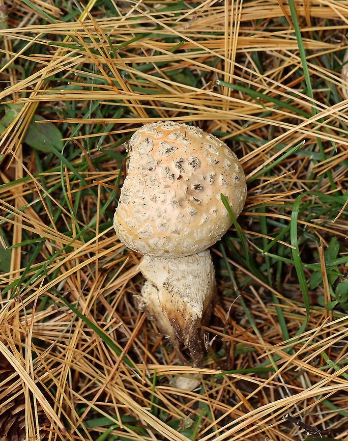 Mushroom - Amanita sp. Maybe  Amanita chrysoblema or Amanita muscaria var. guessowii?  There were several growing in the area -- some had pale peach caps, while others were more yellowish. They looked like they started out yellow and maybe faded to a pale peach.<br />
<br />
Habitat: Growing on the ground under pine (Pinus sp.)<br />
<figure class="photo"><a href="https://www.jungledragon.com/image/124755/mushroom_-_amanita_sp.html" title="Mushroom - Amanita sp."><img src="https://s3.amazonaws.com/media.jungledragon.com/images/3232/124755_thumb.jpg?AWSAccessKeyId=05GMT0V3GWVNE7GGM1R2&Expires=1759968010&Signature=6odTt9kzeOfnrC%2BGfWnLeCail9U%3D" width="200" height="166" alt="Mushroom - Amanita sp. Maybe Amanita chrysoblema or Amanita muscaria var. guessowii? There were several growing in the area -- some had pale peach caps, while others were more yellowish. They looked like they started out yellow and maybe faded to a pale peach.<br />
<br />
Habitat: Growing on the ground under pine (Pinus sp.)<br />
https://www.jungledragon.com/image/124755/mushroom_-_amanita_sp.html<br />
https://www.jungledragon.com/image/124758/mushroom_-_amanita_sp.html<br />
https://www.jungledragon.com/image/124757/mushroom_-_amanita_sp.html<br />
https://www.jungledragon.com/image/124756/mushroom_-_amanita_sp.html Fall,Geotagged,United States" /></a></figure><br />
<figure class="photo"><a href="https://www.jungledragon.com/image/124758/mushroom_-_amanita_sp.html" title="Mushroom - Amanita sp."><img src="https://s3.amazonaws.com/media.jungledragon.com/images/3232/124758_thumb.jpg?AWSAccessKeyId=05GMT0V3GWVNE7GGM1R2&Expires=1759968010&Signature=JNd1fupF%2FL%2BkXDDElnPwO4Sij78%3D" width="200" height="132" alt="Mushroom - Amanita sp. Maybe Amanita chrysoblema or Amanita muscaria var. guessowii? There were several growing in the area -- some had pale peach caps, while others were more yellowish. They looked like they started out yellow and maybe faded to a pale peach.<br />
<br />
Habitat: Growing on the ground under pine (Pinus sp.)<br />
https://www.jungledragon.com/image/124755/mushroom_-_amanita_sp.html<br />
https://www.jungledragon.com/image/124758/mushroom_-_amanita_sp.html<br />
https://www.jungledragon.com/image/124757/mushroom_-_amanita_sp.html<br />
https://www.jungledragon.com/image/124756/mushroom_-_amanita_sp.html Fall,Geotagged,United States" /></a></figure><br />
<figure class="photo"><a href="https://www.jungledragon.com/image/124757/mushroom_-_amanita_sp.html" title="Mushroom - Amanita sp."><img src="https://s3.amazonaws.com/media.jungledragon.com/images/3232/124757_thumb.jpg?AWSAccessKeyId=05GMT0V3GWVNE7GGM1R2&Expires=1759968010&Signature=naTvDlkG7W99GvqeMwohHGjiPc4%3D" width="200" height="200" alt="Mushroom - Amanita sp. Maybe Amanita chrysoblema or Amanita muscaria var. guessowii? There were several growing in the area -- some had pale peach caps, while others were more yellowish. They looked like they started out yellow and maybe faded to a pale peach.<br />
<br />
Habitat: Growing on the ground under pine (Pinus sp.)<br />
https://www.jungledragon.com/image/124755/mushroom_-_amanita_sp.html<br />
https://www.jungledragon.com/image/124758/mushroom_-_amanita_sp.html<br />
https://www.jungledragon.com/image/124757/mushroom_-_amanita_sp.html<br />
https://www.jungledragon.com/image/124756/mushroom_-_amanita_sp.html Fall,Geotagged,United States" /></a></figure><br />
<figure class="photo"><a href="https://www.jungledragon.com/image/124756/mushroom_-_amanita_sp.html" title="Mushroom - Amanita sp."><img src="https://s3.amazonaws.com/media.jungledragon.com/images/3232/124756_thumb.jpg?AWSAccessKeyId=05GMT0V3GWVNE7GGM1R2&Expires=1759968010&Signature=1LvA3s3JjyNHemvfHXmKE%2Bjo%2FJA%3D" width="122" height="152" alt="Mushroom - Amanita sp. Maybe  Amanita chrysoblema or Amanita muscaria var. guessowii?  There were several growing in the area -- some had pale peach caps, while others were more yellowish. They looked like they started out yellow and maybe faded to a pale peach.<br />
<br />
Habitat: Growing on the ground under pine (Pinus sp.)<br />
https://www.jungledragon.com/image/124755/mushroom_-_amanita_sp.html<br />
https://www.jungledragon.com/image/124758/mushroom_-_amanita_sp.html<br />
https://www.jungledragon.com/image/124757/mushroom_-_amanita_sp.html<br />
https://www.jungledragon.com/image/124756/mushroom_-_amanita_sp.html Amanita,Fall,Geotagged,United States,fungus,mushroom" /></a></figure> Amanita,Fall,Geotagged,United States,fungus,mushroom