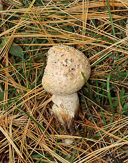 Mushroom - Amanita sp. Maybe  Amanita chrysoblema or Amanita muscaria var. guessowii?  There were several growing in the area -- some had pale peach caps, while others were more yellowish. They looked like they started out yellow and maybe faded to a pale peach.

Habitat: Growing on the ground under pine (Pinus sp.)
https://www.jungledragon.com/image/124755/mushroom_-_amanita_sp.html
https://www.jungledragon.com/image/124758/mushroom_-_amanita_sp.html
https://www.jungledragon.com/image/124757/mushroom_-_amanita_sp.html
https://www.jungledragon.com/image/124756/mushroom_-_amanita_sp.html Amanita,Fall,Geotagged,United States,fungus,mushroom