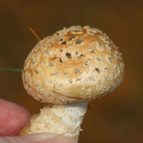 Mushroom - Amanita sp. Maybe Amanita chrysoblema or Amanita muscaria var. guessowii? There were several growing in the area -- some had pale peach caps, while others were more yellowish. They looked like they started out yellow and maybe faded to a pale peach.

Habitat: Growing on the ground under pine (Pinus sp.)
https://www.jungledragon.com/image/124755/mushroom_-_amanita_sp.html
https://www.jungledragon.com/image/124758/mushroom_-_amanita_sp.html
https://www.jungledragon.com/image/124757/mushroom_-_amanita_sp.html
https://www.jungledragon.com/image/124756/mushroom_-_amanita_sp.html Fall,Geotagged,United States