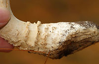 Mushroom - Amanita sp. Maybe Amanita chrysoblema or Amanita muscaria var. guessowii? There were several growing in the area -- some had pale peach caps, while others were more yellowish. They looked like they started out yellow and maybe faded to a pale peach.<br />
<br />
Habitat: Growing on the ground under pine (Pinus sp.)<br />
https://www.jungledragon.com/image/124755/mushroom_-_amanita_sp.html<br />
https://www.jungledragon.com/image/124758/mushroom_-_amanita_sp.html<br />
https://www.jungledragon.com/image/124757/mushroom_-_amanita_sp.html<br />
https://www.jungledragon.com/image/124756/mushroom_-_amanita_sp.html Fall,Geotagged,United States