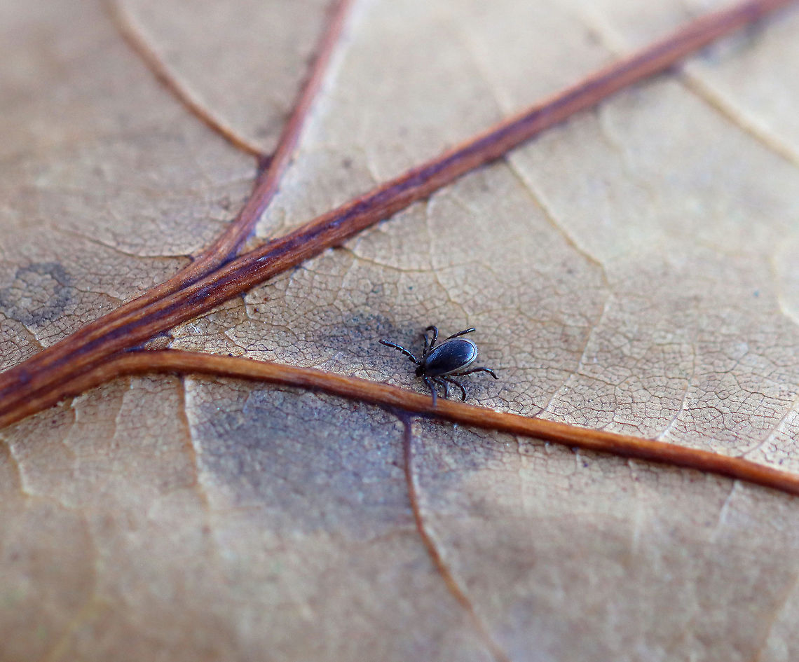Deer Tick (Male) - Ixodes scapularis Adult, male blacklegged ticks have a long, dark scutum that covers most of their dorsal surface and 8 legs. Male ticks basically only live to mate, and they die when they either run out of energy or sperm, whichever comes first. They do take tiny bloodmeals, but they don&#039;t become engorged like females do. They just ingest a bit to keep them going, which is why they don&#039;t transmit pathogens (they don&#039;t feed long enough to acquire or transmit them...at least from what we know at this point). Males still quest (where they stand on vegetation and wave their legs in the air hoping to grab onto a host), just like the females do - probably because they are seeking to mate and they are hoping females will be on whatever they can grab onto.<br />
<br />
The lifecycle of blacklegged ticks generally lasts two years. During this time, they go through four life stages: egg, six-legged larva, eight-legged nymph, and eight-legged adult. They are three-host ticks, which means that they must have one bloodmeal during each life stage (larva, nymph, adult) in order to survive. In addition, blacklegged ticks are the main vector of Lyme disease in North America. They can also transmit other diseases such as Babesiosis, Powassan, and Anaplasmosis. However, males do not feed and therefore don&#039;t transmit disease.<br />
<br />
Habitat: Deciduous forest Blacklegged Tick,Fall,Geotagged,Ixodes,Ixodes scapularis,Ixodidae,United States,deer tick,hard tick,male tick