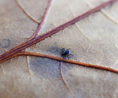 Deer Tick (Male) - Ixodes scapularis Adult, male blacklegged ticks have a long, dark scutum that covers most of their dorsal surface and 8 legs. Male ticks basically only live to mate, and they die when they either run out of energy or sperm, whichever comes first. They do take tiny bloodmeals, but they don't become engorged like females do. They just ingest a bit to keep them going, which is why they don't transmit pathogens (they don't feed long enough to acquire or transmit them...at least from what we know at this point). Males still quest (where they stand on vegetation and wave their legs in the air hoping to grab onto a host), just like the females do - probably because they are seeking to mate and they are hoping females will be on whatever they can grab onto.

The lifecycle of blacklegged ticks generally lasts two years. During this time, they go through four life stages: egg, six-legged larva, eight-legged nymph, and eight-legged adult. They are three-host ticks, which means that they must have one bloodmeal during each life stage (larva, nymph, adult) in order to survive. In addition, blacklegged ticks are the main vector of Lyme disease in North America. They can also transmit other diseases such as Babesiosis, Powassan, and Anaplasmosis. However, males do not feed and therefore don't transmit disease.

Habitat: Deciduous forest Blacklegged Tick,Fall,Geotagged,Ixodes,Ixodes scapularis,Ixodidae,United States,deer tick,hard tick,male tick