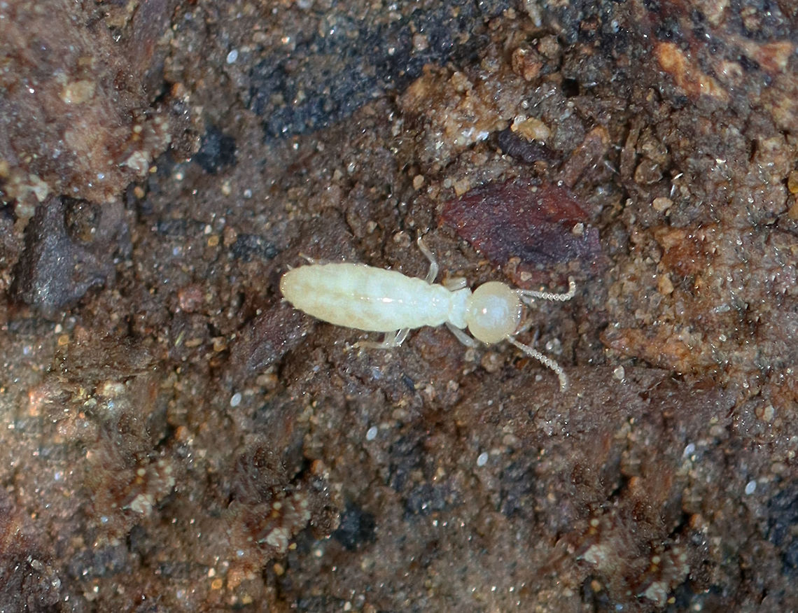 Eastern Subterranean Termite - Reticulitermes flavipes *Tentative ID<br />
<br />
Habitat: Found under rotting wood with a bunch of its friends.  Eastern Subterranean Termite,Fall,Geotagged,Reticulitermes,Reticulitermes flavipes,United States,termite