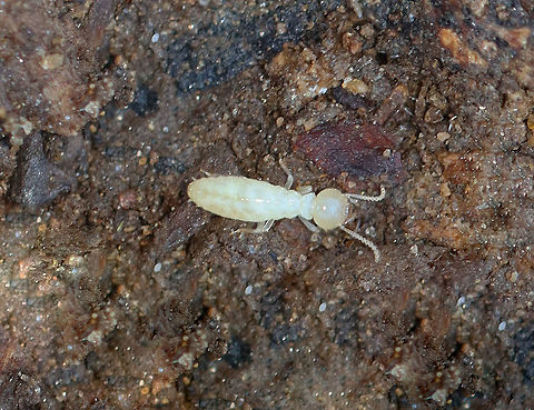 Eastern Subterranean Termite - Reticulitermes flavipes *Tentative ID

Habitat: Found under rotting wood with a bunch of its friends.  Eastern Subterranean Termite,Fall,Geotagged,Reticulitermes,Reticulitermes flavipes,United States,termite