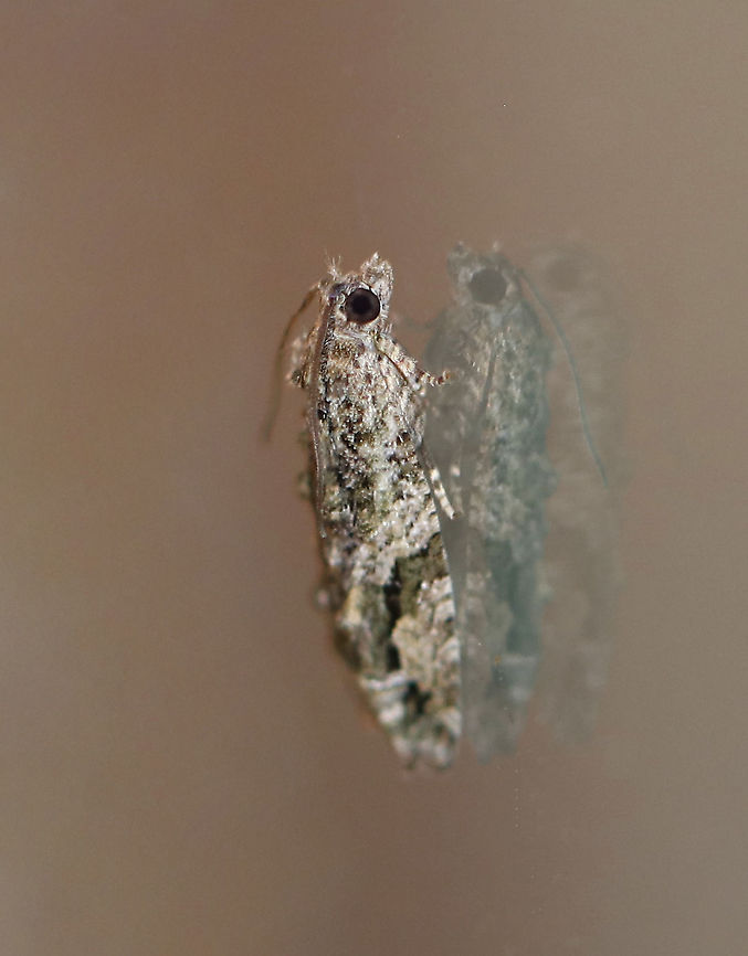 Black-crescent Proteoteras - Proteoteras crescentana TL: 8 mm. Brownish gray FW with a thick, black crescent that arcs toward apex. Host: Box elder<br />
<br />
Habitat: Attracted to a 395 nm LED light in a semi-rural area<br />
<br />
2020(206) Geotagged,Northern Boxelder Twig Borer Moth,Proteoteras,Proteoteras crescentana,Spring,United States,moth