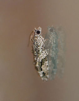 Black-crescent Proteoteras - Proteoteras crescentana TL: 8 mm. Brownish gray FW with a thick, black crescent that arcs toward apex. Host: Box elder

Habitat: Attracted to a 395 nm LED light in a semi-rural area

2020(206) Geotagged,Northern Boxelder Twig Borer Moth,Proteoteras,Proteoteras crescentana,Spring,United States,moth
