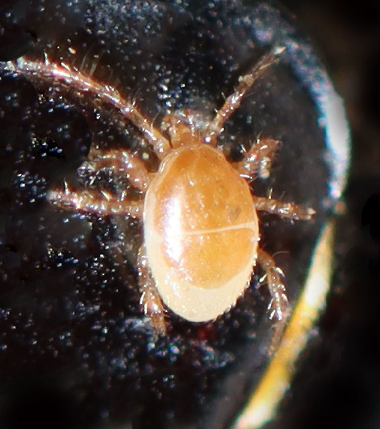 Phoretic Mite - Poecilochirus carabi complex *Tentative species ID<br />
<br />
This mite, along with a bunch of others, was hitching a ride on a Nicrophorus sp. beetle.<br />
<br />
Habitat: On a silphid beetle that was attracted to a 395 nm LED light at night Geotagged,Nicrophorus,Poecilochirus,Poecilochirus carabi,Silphidae,Spring,United States,mite,phoresy,phoretic mite