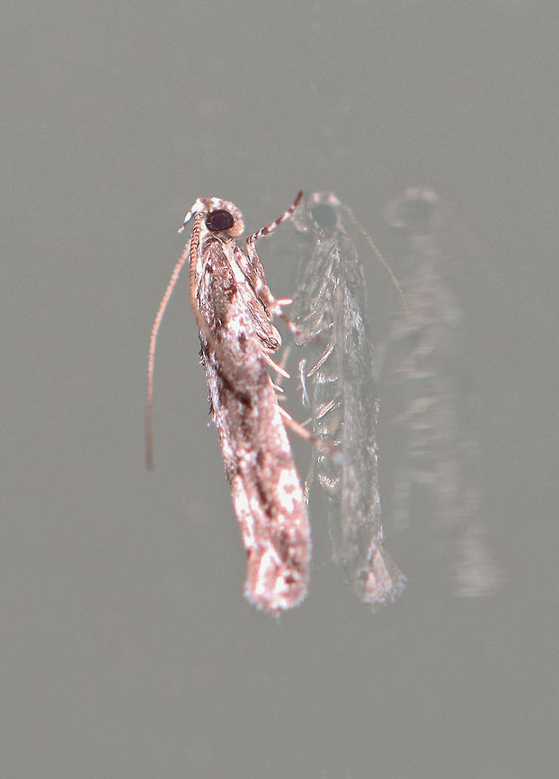 Twirler Moth - Coleotechnites sp. *Either Coleotechnites quercivorella or Coleotechnites florae<br />
<br />
Habitat: Attracted to a 395 nm LED light; semi-rural area<br />
<br />
2020(207) Coleotechnites,Gelechiidae,Geotagged,Spring,United States,moth,twirler moth