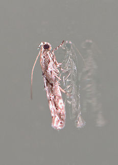 Twirler Moth - Coleotechnites sp. *Either Coleotechnites quercivorella or Coleotechnites florae

Habitat: Attracted to a 395 nm LED light; semi-rural area

2020(207) Coleotechnites,Gelechiidae,Geotagged,Spring,United States,moth,twirler moth