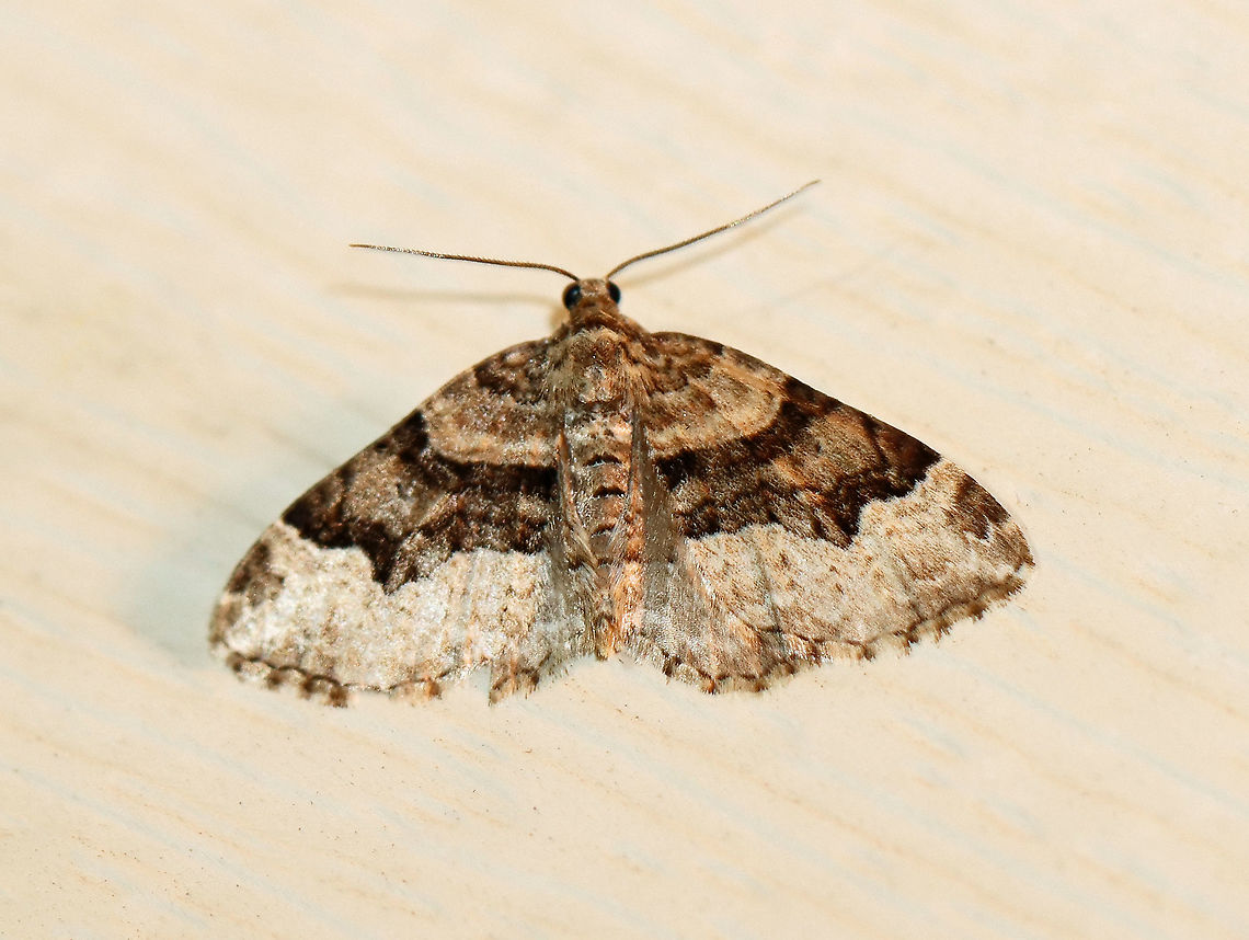 Toothed Brown Carpet - Xanthorhoe lacustrata Wingspan: ~20 mm. Pale forewings with brown inner basal patch and shading beyond the scalloped, whitish subterminal line. Brown subapical patch and subterminal spots are diffuse.<br />
<br />
Habitat: Attracted to a light at night in a semi-rural area.<br />
<br />
2020(d) Geometridae,Geotagged,Spring,Toothed Brown Carpet,United States,Xanthorhoe,Xanthorhoe lacustrata,carpet moth,moth
