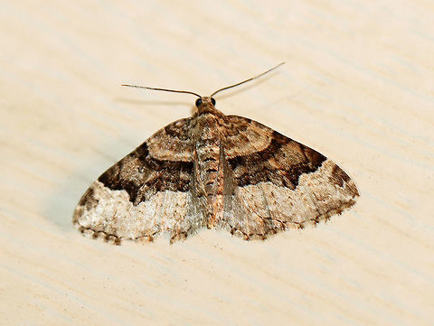 Toothed Brown Carpet - Xanthorhoe lacustrata Wingspan: ~20 mm. Pale forewings with brown inner basal patch and shading beyond the scalloped, whitish subterminal line. Brown subapical patch and subterminal spots are diffuse.

Habitat: Attracted to a light at night in a semi-rural area.

2020(d) Geometridae,Geotagged,Spring,Toothed Brown Carpet,United States,Xanthorhoe,Xanthorhoe lacustrata,carpet moth,moth