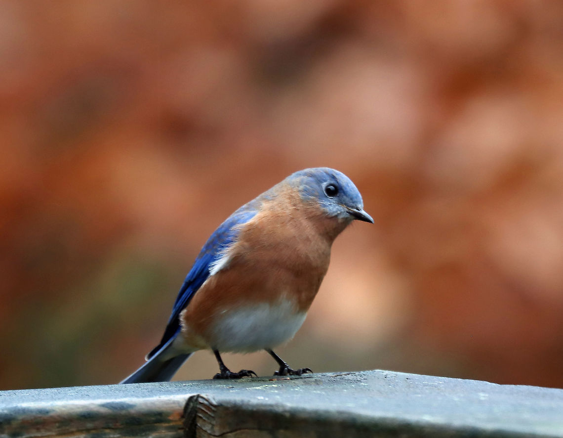 Eastern Bluebird - Sialia sialis This bluebird lived in my Mom&#039;s yard this past summer. But, unlike &quot;normal&quot; birds, it spent most of its time sitting on the outside of her windows trying to get inside. It will just sit and look in the window, flutter up into the air, and then sit back down. All the while, it makes little sounds. Then, it moves on to another window. Or, it perches on the hummingbird feeder, which is mounted on a window. Then, it will move to the door knob. It does this for HOURS everyday. Everyday! <br />
<br />
It seemed that he had left in early autumn. But, now he&#039;s back. I spent the past couple days watching him and wondering what he is thinking/trying to do. He will literally sit on the window all day, staring inside. Every now and then, he flies off to the woods to eat some bittersweet berries, but then returns. My Mom contacted Audubon, but they have not responded with any suggestions or help.<br />
<br />
Habitat: Rural backyard<br />
<br />
<section class="video"><iframe width="448" height="252" src="https://player.vimeo.com/video/650610663?title=0&byline=0&portrait=0" frameborder="0"></iframe></section><br />
<br />
<figure class="photo"><a href="https://www.jungledragon.com/image/124912/eastern_bluebird_-_sialia_sialis.html" title="Eastern Bluebird - Sialia sialis"><img src="https://s3.amazonaws.com/media.jungledragon.com/images/3232/124912_thumb.jpg?AWSAccessKeyId=05GMT0V3GWVNE7GGM1R2&Expires=1759968010&Signature=5BfvnNVhN5DlfxwOwlsHO5wg%2BxM%3D" width="200" height="156" alt="Eastern Bluebird - Sialia sialis This bluebird lived in my Mom&#039;s yard this past summer. But, unlike &quot;normal&quot; birds, it spent most of its time sitting on the outside of her windows trying to get inside. It will just sit and look in the window, flutter up into the air, and then sit back down. All the while, it makes little sounds. Then, it moves on to another window. Or, it perches on the hummingbird feeder, which is mounted on a window. Then, it will move to the door knob. It does this for HOURS everyday. Everyday! <br />
<br />
It seemed that he had left in early autumn. But, now he&#039;s back. I spent the past couple days watching him and wondering what he is thinking/trying to do. He will literally sit on the window all day, staring inside. Every now and then, he flies off to the woods to eat some bittersweet berries, but then returns. My Mom contacted Audubon, but they have not responded with any suggestions or help.<br />
<br />
Habitat: Rural backyard<br />
<br />
https://vimeo.com/650610663<br />
<br />
https://www.jungledragon.com/image/124912/eastern_bluebird_-_sialia_sialis.html<br />
https://www.jungledragon.com/image/124914/eastern_bluebird_-_sialia_sialis.html<br />
https://www.jungledragon.com/image/124913/eastern_bluebird_-_sialia_sialis.html Eastern Bluebird,Fall,Geotagged,Sialia,Sialia sialis,United States,bluebird,talking to birds" /></a></figure><br />
<figure class="photo"><a href="https://www.jungledragon.com/image/124914/eastern_bluebird_-_sialia_sialis.html" title="Eastern Bluebird - Sialia sialis"><img src="https://s3.amazonaws.com/media.jungledragon.com/images/3232/124914_thumb.jpg?AWSAccessKeyId=05GMT0V3GWVNE7GGM1R2&Expires=1759968010&Signature=%2B8Z8Eq9RPpAM%2FWCaDuc9bfFK860%3D" width="200" height="156" alt="Eastern Bluebird - Sialia sialis Here he is having a quick snack of bittersweet before returning to his window.<br />
<br />
This bluebird lived in my Mom&#039;s yard this past summer. But, unlike &quot;normal&quot; birds, it spent most of its time sitting on the outside of her windows trying to get inside. It will just sit and look in the window, flutter up into the air, and then sit back down. All the while, it makes little sounds. Then, it moves on to another window. Or, it perches on the hummingbird feeder, which is mounted on a window. Then, it will move to the door knob.  It does this for HOURS everyday. Everyday!<br />
<br />
It seemed that he had left in early autumn. But, now he&#039;s back. I spent the past couple days watching him and wondering what he is thinking/trying to do. He will literally sit on the window all day, staring inside. Every now and then, he flies off to the woods to eat some bittersweet berries, but then returns. My Mom contacted Audubon, but they have not responded with any suggestions or help.<br />
<br />
Habitat: Rural backyard<br />
https://vimeo.com/650610663<br />
<br />
https://www.jungledragon.com/image/124912/eastern_bluebird_-_sialia_sialis.html<br />
https://www.jungledragon.com/image/124914/eastern_bluebird_-_sialia_sialis.html<br />
https://www.jungledragon.com/image/124913/eastern_bluebird_-_sialia_sialis.html Eastern Bluebird,Fall,Geotagged,Sialia sialis,United States" /></a></figure><br />
<figure class="photo"><a href="https://www.jungledragon.com/image/124913/eastern_bluebird_-_sialia_sialis.html" title="Eastern Bluebird - Sialia sialis"><img src="https://s3.amazonaws.com/media.jungledragon.com/images/3232/124913_thumb.jpg?AWSAccessKeyId=05GMT0V3GWVNE7GGM1R2&Expires=1759968010&Signature=f88aPHhxfa7ZhtTAdEPBo2Kvaqs%3D" width="200" height="150" alt="Eastern Bluebird - Sialia sialis This photo shows him watching me when I went outside to get some shots of him. The little bits on the windowsill are his poops!<br />
<br />
This bluebird lived in my Mom&#039;s yard this past summer. But, unlike &quot;normal&quot; birds, it spent most of its time sitting on the outside of her windows trying to get inside. It will just sit and look in the window, flutter up into the air, and then sit back down. All the while, it makes little sounds. Then, it moves on to another window. Or, it perches on the hummingbird feeder, which is mounted on a window. Then, it will move to the door knob. It does this for HOURS everyday. Everyday!<br />
<br />
It seemed that he had left in early autumn. But, now he&#039;s back. I spent the past couple days watching him and wondering what he is thinking/trying to do. He will literally sit on the window all day, staring inside. Every now and then, he flies off to the woods to eat some bittersweet berries, but then returns. My Mom contacted Audubon, but they have not responded with any suggestions or help.<br />
<br />
Habitat: Rural backyard<br />
https://vimeo.com/650610663<br />
<br />
https://www.jungledragon.com/image/124912/eastern_bluebird_-_sialia_sialis.html<br />
https://www.jungledragon.com/image/124914/eastern_bluebird_-_sialia_sialis.html<br />
https://www.jungledragon.com/image/124913/eastern_bluebird_-_sialia_sialis.html Eastern Bluebird,Fall,Geotagged,Sialia sialis,United States" /></a></figure> Eastern Bluebird,Fall,Geotagged,Sialia,Sialia sialis,United States,bluebird,talking to birds