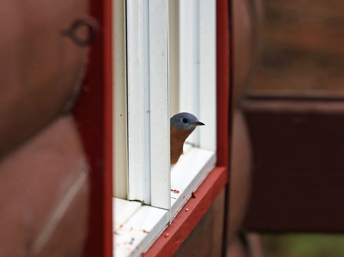 Eastern Bluebird - Sialia sialis This photo shows him watching me when I went outside to get some shots of him. The little bits on the windowsill are his poops!<br />
<br />
This bluebird lived in my Mom's yard this past summer. But, unlike "normal" birds, it spent most of its time sitting on the outside of her windows trying to get inside. It will just sit and look in the window, flutter up into the air, and then sit back down. All the while, it makes little sounds. Then, it moves on to another window. Or, it perches on the hummingbird feeder, which is mounted on a window. Then, it will move to the door knob. It does this for HOURS everyday. Everyday!<br />
<br />
It seemed that he had left in early autumn. But, now he's back. I spent the past couple days watching him and wondering what he is thinking/trying to do. He will literally sit on the window all day, staring inside. Every now and then, he flies off to the woods to eat some bittersweet berries, but then returns. My Mom contacted Audubon, but they have not responded with any suggestions or help.<br />
<br />
Habitat: Rural backyard<br />
<section class="video"><iframe width="448" height="252" src="https://player.vimeo.com/video/650610663?title=0&byline=0&portrait=0" frameborder="0"></iframe></section><br />
<br />
<figure class="photo"><a href="https://www.jungledragon.com/image/124912/eastern_bluebird_-_sialia_sialis.html" title="Eastern Bluebird - Sialia sialis"><img src="https://s3.amazonaws.com/media.jungledragon.com/images/3232/124912_thumb.jpg?AWSAccessKeyId=05GMT0V3GWVNE7GGM1R2&Expires=1759968010&Signature=5BfvnNVhN5DlfxwOwlsHO5wg%2BxM%3D" width="200" height="156" alt="Eastern Bluebird - Sialia sialis This bluebird lived in my Mom's yard this past summer. But, unlike "normal" birds, it spent most of its time sitting on the outside of her windows trying to get inside. It will just sit and look in the window, flutter up into the air, and then sit back down. All the while, it makes little sounds. Then, it moves on to another window. Or, it perches on the hummingbird feeder, which is mounted on a window. Then, it will move to the door knob. It does this for HOURS everyday. Everyday! <br />
<br />
It seemed that he had left in early autumn. But, now he's back. I spent the past couple days watching him and wondering what he is thinking/trying to do. He will literally sit on the window all day, staring inside. Every now and then, he flies off to the woods to eat some bittersweet berries, but then returns. My Mom contacted Audubon, but they have not responded with any suggestions or help.<br />
<br />
Habitat: Rural backyard<br />
<br />
https://vimeo.com/650610663<br />
<br />
https://www.jungledragon.com/image/124912/eastern_bluebird_-_sialia_sialis.html<br />
https://www.jungledragon.com/image/124914/eastern_bluebird_-_sialia_sialis.html<br />
https://www.jungledragon.com/image/124913/eastern_bluebird_-_sialia_sialis.html Eastern Bluebird,Fall,Geotagged,Sialia,Sialia sialis,United States,bluebird,talking to birds" /></a></figure><br />
<figure class="photo"><a href="https://www.jungledragon.com/image/124914/eastern_bluebird_-_sialia_sialis.html" title="Eastern Bluebird - Sialia sialis"><img src="https://s3.amazonaws.com/media.jungledragon.com/images/3232/124914_thumb.jpg?AWSAccessKeyId=05GMT0V3GWVNE7GGM1R2&Expires=1759968010&Signature=%2B8Z8Eq9RPpAM%2FWCaDuc9bfFK860%3D" width="200" height="156" alt="Eastern Bluebird - Sialia sialis Here he is having a quick snack of bittersweet before returning to his window.<br />
<br />
This bluebird lived in my Mom's yard this past summer. But, unlike "normal" birds, it spent most of its time sitting on the outside of her windows trying to get inside. It will just sit and look in the window, flutter up into the air, and then sit back down. All the while, it makes little sounds. Then, it moves on to another window. Or, it perches on the hummingbird feeder, which is mounted on a window. Then, it will move to the door knob. It does this for HOURS everyday. Everyday!<br />
<br />
It seemed that he had left in early autumn. But, now he's back. I spent the past couple days watching him and wondering what he is thinking/trying to do. He will literally sit on the window all day, staring inside. Every now and then, he flies off to the woods to eat some bittersweet berries, but then returns. My Mom contacted Audubon, but they have not responded with any suggestions or help.<br />
<br />
Habitat: Rural backyard<br />
https://vimeo.com/650610663<br />
<br />
https://www.jungledragon.com/image/124912/eastern_bluebird_-_sialia_sialis.html<br />
https://www.jungledragon.com/image/124914/eastern_bluebird_-_sialia_sialis.html<br />
https://www.jungledragon.com/image/124913/eastern_bluebird_-_sialia_sialis.html Eastern Bluebird,Fall,Geotagged,Sialia sialis,United States" /></a></figure><br />
<figure class="photo"><a href="https://www.jungledragon.com/image/124913/eastern_bluebird_-_sialia_sialis.html" title="Eastern Bluebird - Sialia sialis"><img src="https://s3.amazonaws.com/media.jungledragon.com/images/3232/124913_thumb.jpg?AWSAccessKeyId=05GMT0V3GWVNE7GGM1R2&Expires=1759968010&Signature=f88aPHhxfa7ZhtTAdEPBo2Kvaqs%3D" width="200" height="150" alt="Eastern Bluebird - Sialia sialis This photo shows him watching me when I went outside to get some shots of him. The little bits on the windowsill are his poops!<br />
<br />
This bluebird lived in my Mom's yard this past summer. But, unlike "normal" birds, it spent most of its time sitting on the outside of her windows trying to get inside. It will just sit and look in the window, flutter up into the air, and then sit back down. All the while, it makes little sounds. Then, it moves on to another window. Or, it perches on the hummingbird feeder, which is mounted on a window. Then, it will move to the door knob. It does this for HOURS everyday. Everyday!<br />
<br />
It seemed that he had left in early autumn. But, now he's back. I spent the past couple days watching him and wondering what he is thinking/trying to do. He will literally sit on the window all day, staring inside. Every now and then, he flies off to the woods to eat some bittersweet berries, but then returns. My Mom contacted Audubon, but they have not responded with any suggestions or help.<br />
<br />
Habitat: Rural backyard<br />
https://vimeo.com/650610663<br />
<br />
https://www.jungledragon.com/image/124912/eastern_bluebird_-_sialia_sialis.html<br />
https://www.jungledragon.com/image/124914/eastern_bluebird_-_sialia_sialis.html<br />
https://www.jungledragon.com/image/124913/eastern_bluebird_-_sialia_sialis.html Eastern Bluebird,Fall,Geotagged,Sialia sialis,United States" /></a></figure> Eastern Bluebird,Fall,Geotagged,Sialia sialis,United States