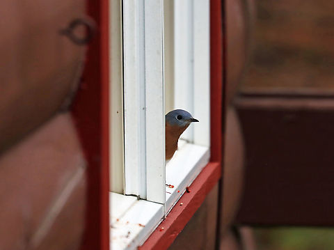 Eastern Bluebird - Sialia sialis This photo shows him watching me when I went outside to get some shots of him. The little bits on the windowsill are his poops!

This bluebird lived in my Mom's yard this past summer. But, unlike "normal" birds, it spent most of its time sitting on the outside of her windows trying to get inside. It will just sit and look in the window, flutter up into the air, and then sit back down. All the while, it makes little sounds. Then, it moves on to another window. Or, it perches on the hummingbird feeder, which is mounted on a window. Then, it will move to the door knob. It does this for HOURS everyday. Everyday!

It seemed that he had left in early autumn. But, now he's back. I spent the past couple days watching him and wondering what he is thinking/trying to do. He will literally sit on the window all day, staring inside. Every now and then, he flies off to the woods to eat some bittersweet berries, but then returns. My Mom contacted Audubon, but they have not responded with any suggestions or help.

Habitat: Rural backyard
https://vimeo.com/650610663

https://www.jungledragon.com/image/124912/eastern_bluebird_-_sialia_sialis.html
https://www.jungledragon.com/image/124914/eastern_bluebird_-_sialia_sialis.html
https://www.jungledragon.com/image/124913/eastern_bluebird_-_sialia_sialis.html Eastern Bluebird,Fall,Geotagged,Sialia sialis,United States