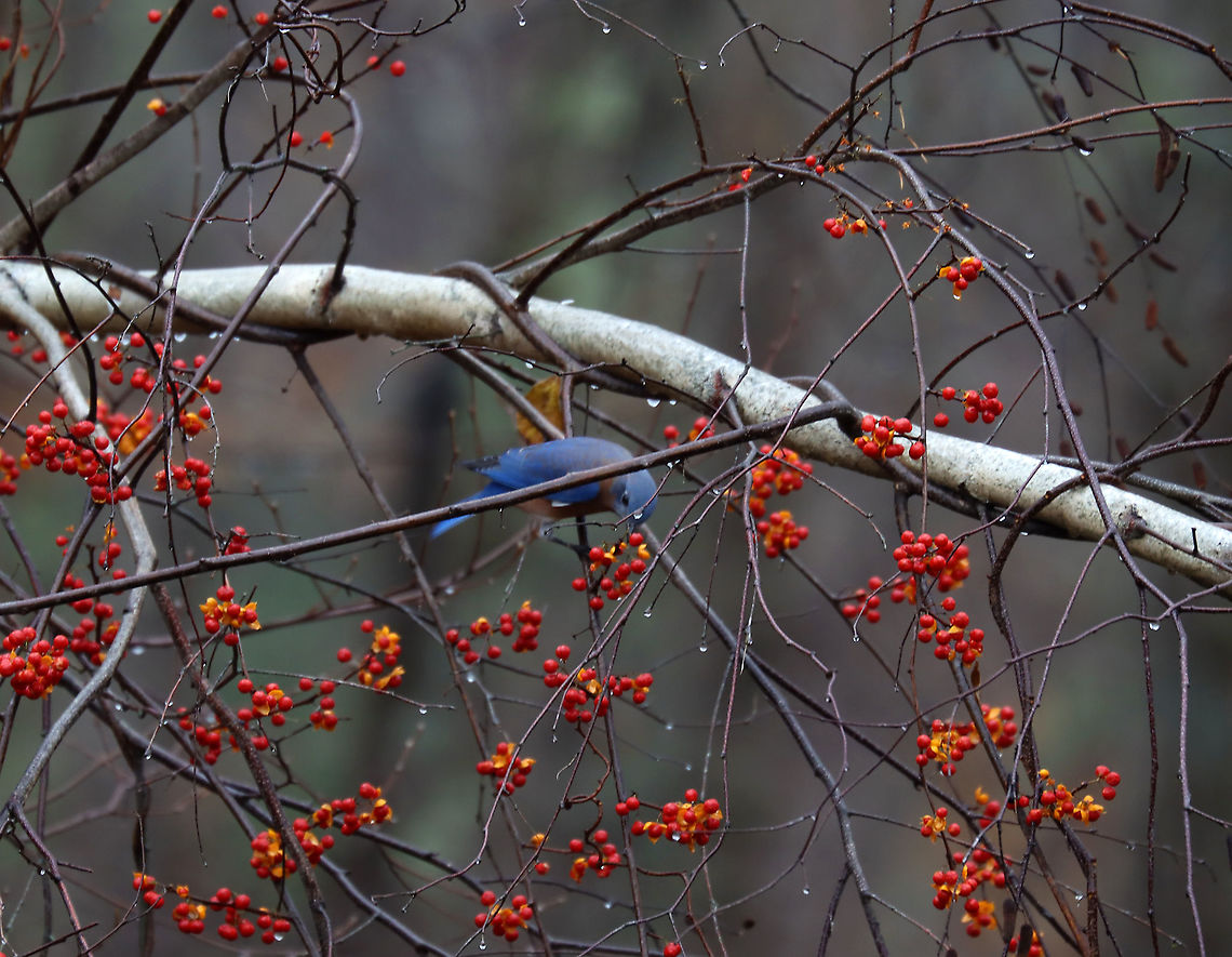Eastern Bluebird - Sialia sialis Here he is having a quick snack of bittersweet before returning to his window.<br />
<br />
This bluebird lived in my Mom&#039;s yard this past summer. But, unlike &quot;normal&quot; birds, it spent most of its time sitting on the outside of her windows trying to get inside. It will just sit and look in the window, flutter up into the air, and then sit back down. All the while, it makes little sounds. Then, it moves on to another window. Or, it perches on the hummingbird feeder, which is mounted on a window. Then, it will move to the door knob.  It does this for HOURS everyday. Everyday!<br />
<br />
It seemed that he had left in early autumn. But, now he&#039;s back. I spent the past couple days watching him and wondering what he is thinking/trying to do. He will literally sit on the window all day, staring inside. Every now and then, he flies off to the woods to eat some bittersweet berries, but then returns. My Mom contacted Audubon, but they have not responded with any suggestions or help.<br />
<br />
Habitat: Rural backyard<br />
<section class="video"><iframe width="448" height="252" src="https://player.vimeo.com/video/650610663?title=0&byline=0&portrait=0" frameborder="0"></iframe></section><br />
<br />
<figure class="photo"><a href="https://www.jungledragon.com/image/124912/eastern_bluebird_-_sialia_sialis.html" title="Eastern Bluebird - Sialia sialis"><img src="https://s3.amazonaws.com/media.jungledragon.com/images/3232/124912_thumb.jpg?AWSAccessKeyId=05GMT0V3GWVNE7GGM1R2&Expires=1767225610&Signature=7d55Eotj%2BM6v2guui%2BvEwF1UDCc%3D" width="200" height="156" alt="Eastern Bluebird - Sialia sialis This bluebird lived in my Mom&#039;s yard this past summer. But, unlike &quot;normal&quot; birds, it spent most of its time sitting on the outside of her windows trying to get inside. It will just sit and look in the window, flutter up into the air, and then sit back down. All the while, it makes little sounds. Then, it moves on to another window. Or, it perches on the hummingbird feeder, which is mounted on a window. Then, it will move to the door knob. It does this for HOURS everyday. Everyday! <br />
<br />
It seemed that he had left in early autumn. But, now he&#039;s back. I spent the past couple days watching him and wondering what he is thinking/trying to do. He will literally sit on the window all day, staring inside. Every now and then, he flies off to the woods to eat some bittersweet berries, but then returns. My Mom contacted Audubon, but they have not responded with any suggestions or help.<br />
<br />
Habitat: Rural backyard<br />
<br />
https://vimeo.com/650610663<br />
<br />
https://www.jungledragon.com/image/124912/eastern_bluebird_-_sialia_sialis.html<br />
https://www.jungledragon.com/image/124914/eastern_bluebird_-_sialia_sialis.html<br />
https://www.jungledragon.com/image/124913/eastern_bluebird_-_sialia_sialis.html Eastern Bluebird,Fall,Geotagged,Sialia,Sialia sialis,United States,bluebird,talking to birds" /></a></figure><br />
<figure class="photo"><a href="https://www.jungledragon.com/image/124914/eastern_bluebird_-_sialia_sialis.html" title="Eastern Bluebird - Sialia sialis"><img src="https://s3.amazonaws.com/media.jungledragon.com/images/3232/124914_thumb.jpg?AWSAccessKeyId=05GMT0V3GWVNE7GGM1R2&Expires=1767225610&Signature=pV4GNqzU1RLuKFyFocjZ6WD2UMM%3D" width="200" height="156" alt="Eastern Bluebird - Sialia sialis Here he is having a quick snack of bittersweet before returning to his window.<br />
<br />
This bluebird lived in my Mom&#039;s yard this past summer. But, unlike &quot;normal&quot; birds, it spent most of its time sitting on the outside of her windows trying to get inside. It will just sit and look in the window, flutter up into the air, and then sit back down. All the while, it makes little sounds. Then, it moves on to another window. Or, it perches on the hummingbird feeder, which is mounted on a window. Then, it will move to the door knob.  It does this for HOURS everyday. Everyday!<br />
<br />
It seemed that he had left in early autumn. But, now he&#039;s back. I spent the past couple days watching him and wondering what he is thinking/trying to do. He will literally sit on the window all day, staring inside. Every now and then, he flies off to the woods to eat some bittersweet berries, but then returns. My Mom contacted Audubon, but they have not responded with any suggestions or help.<br />
<br />
Habitat: Rural backyard<br />
https://vimeo.com/650610663<br />
<br />
https://www.jungledragon.com/image/124912/eastern_bluebird_-_sialia_sialis.html<br />
https://www.jungledragon.com/image/124914/eastern_bluebird_-_sialia_sialis.html<br />
https://www.jungledragon.com/image/124913/eastern_bluebird_-_sialia_sialis.html Eastern Bluebird,Fall,Geotagged,Sialia sialis,United States" /></a></figure><br />
<figure class="photo"><a href="https://www.jungledragon.com/image/124913/eastern_bluebird_-_sialia_sialis.html" title="Eastern Bluebird - Sialia sialis"><img src="https://s3.amazonaws.com/media.jungledragon.com/images/3232/124913_thumb.jpg?AWSAccessKeyId=05GMT0V3GWVNE7GGM1R2&Expires=1767225610&Signature=DTVl3f%2Fr8hUl5p3uXlhKi1zZXP4%3D" width="200" height="150" alt="Eastern Bluebird - Sialia sialis This photo shows him watching me when I went outside to get some shots of him. The little bits on the windowsill are his poops!<br />
<br />
This bluebird lived in my Mom&#039;s yard this past summer. But, unlike &quot;normal&quot; birds, it spent most of its time sitting on the outside of her windows trying to get inside. It will just sit and look in the window, flutter up into the air, and then sit back down. All the while, it makes little sounds. Then, it moves on to another window. Or, it perches on the hummingbird feeder, which is mounted on a window. Then, it will move to the door knob. It does this for HOURS everyday. Everyday!<br />
<br />
It seemed that he had left in early autumn. But, now he&#039;s back. I spent the past couple days watching him and wondering what he is thinking/trying to do. He will literally sit on the window all day, staring inside. Every now and then, he flies off to the woods to eat some bittersweet berries, but then returns. My Mom contacted Audubon, but they have not responded with any suggestions or help.<br />
<br />
Habitat: Rural backyard<br />
https://vimeo.com/650610663<br />
<br />
https://www.jungledragon.com/image/124912/eastern_bluebird_-_sialia_sialis.html<br />
https://www.jungledragon.com/image/124914/eastern_bluebird_-_sialia_sialis.html<br />
https://www.jungledragon.com/image/124913/eastern_bluebird_-_sialia_sialis.html Eastern Bluebird,Fall,Geotagged,Sialia sialis,United States" /></a></figure> Eastern Bluebird,Fall,Geotagged,Sialia sialis,United States