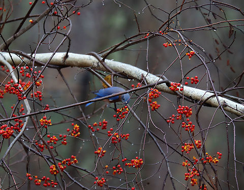 Eastern Bluebird - Sialia sialis Here he is having a quick snack of bittersweet before returning to his window.

This bluebird lived in my Mom's yard this past summer. But, unlike "normal" birds, it spent most of its time sitting on the outside of her windows trying to get inside. It will just sit and look in the window, flutter up into the air, and then sit back down. All the while, it makes little sounds. Then, it moves on to another window. Or, it perches on the hummingbird feeder, which is mounted on a window. Then, it will move to the door knob.  It does this for HOURS everyday. Everyday!

It seemed that he had left in early autumn. But, now he's back. I spent the past couple days watching him and wondering what he is thinking/trying to do. He will literally sit on the window all day, staring inside. Every now and then, he flies off to the woods to eat some bittersweet berries, but then returns. My Mom contacted Audubon, but they have not responded with any suggestions or help.

Habitat: Rural backyard
https://vimeo.com/650610663

https://www.jungledragon.com/image/124912/eastern_bluebird_-_sialia_sialis.html
https://www.jungledragon.com/image/124914/eastern_bluebird_-_sialia_sialis.html
https://www.jungledragon.com/image/124913/eastern_bluebird_-_sialia_sialis.html Eastern Bluebird,Fall,Geotagged,Sialia sialis,United States